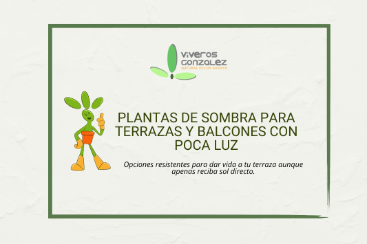 Plantas de sombra para terrazas y balcones con poca luz